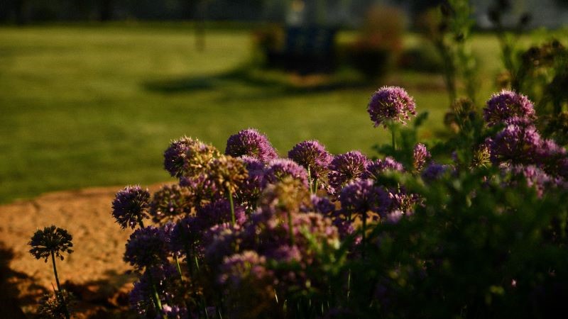 Purple and yellowish flowers blooming at KCC's outdoor garden